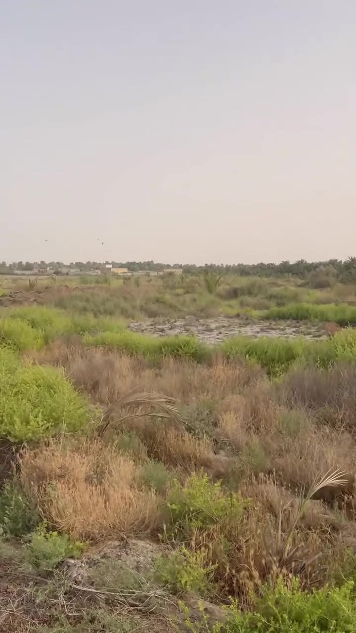 سلام عليكم بستان. 6دونم. بلزديناويه خلف جسر خلف مدرسة تعاون ***********
