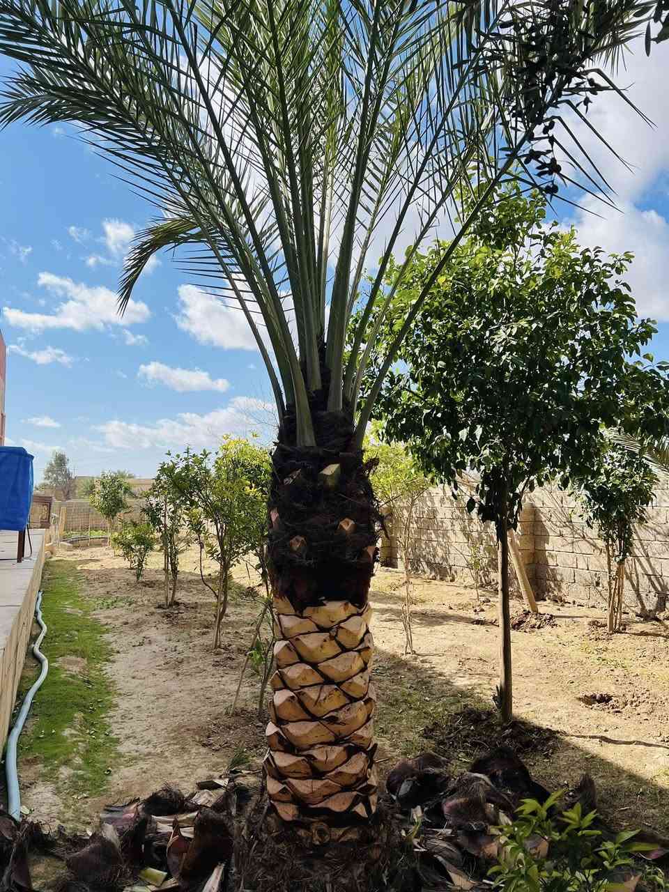 عمل اليوم في قرية الزرارية بتاريخ27/2/2026الجمعة

قلع الفسائل و تكريب و تنضيف العناكيد القديمة و الأشواك 

#تكريب
#تكريب_النخيل
#تكريب_وتنضيف_النخيل


**إذا كنت صاحب هذا الإعلان وتريد حذفه لأي سبب، رجاءا أرسل رسالة إلى الدعم الفني**