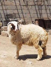 مستعجل • اب 350 • مش على فيس