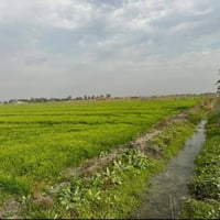 ٦ دوانم • الشيخ عامر • طابو سند