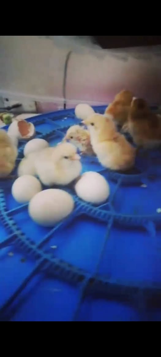 فقاسه اشيل 52بيضه مع يوبيس مالهه يشحنه ساعتين


**إذا كنت صاحب هذا الإعلان وتريد حذفه لأي سبب، رجاءا أرسل رسالة إلى الدعم الفني**