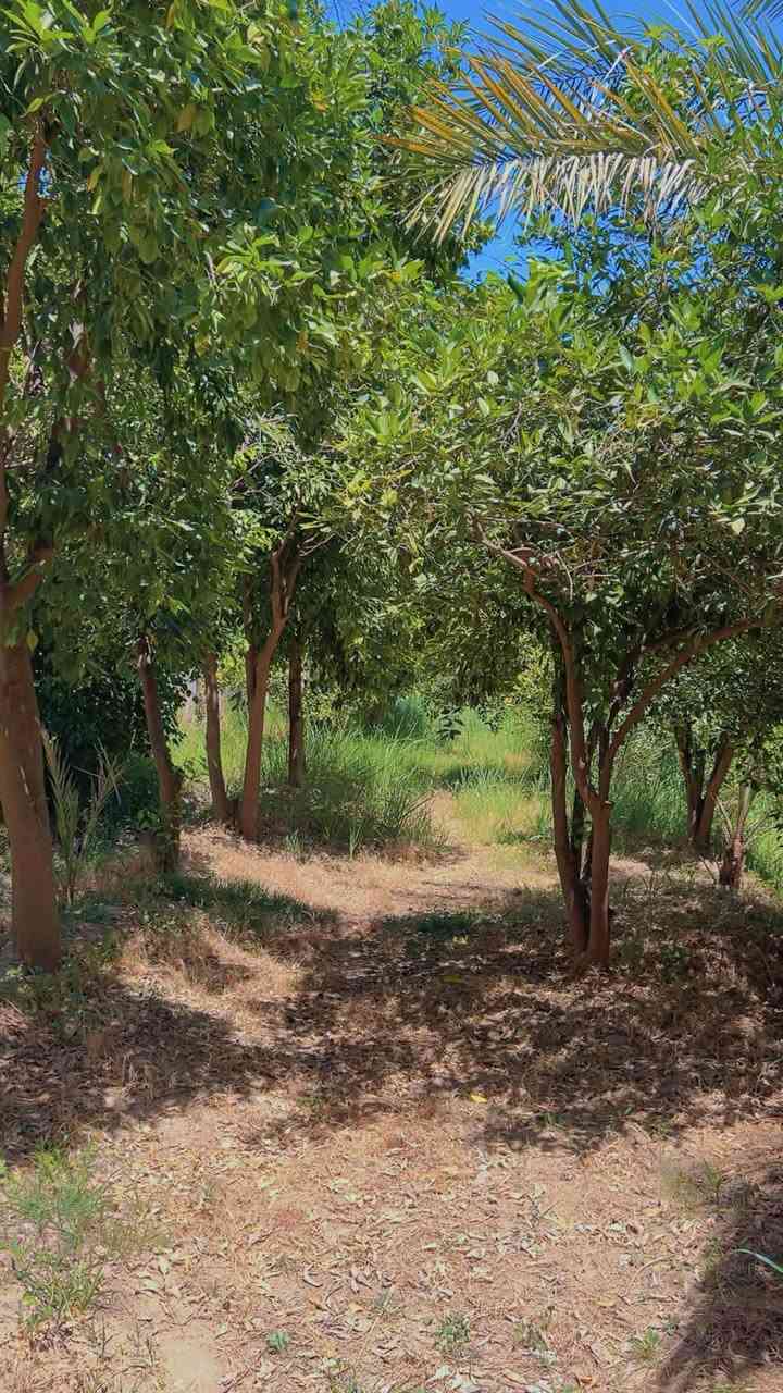 📢اعلان  دونم في بغداد منطقه الراشديه 🍋🏕️👍
📍الموقع : بغداد الراشديه 
☘️المساحه :  نص دونم 
🎍
🔚 
📝 موقع مميز 👌
 🍁مكتب   الراشديه 🍁
للاستفسار الاتصال على الارقام التاليه او زياره    
📹مستعدون  لعرض  عقاراتكم ولتسهيل عليكم البيع بالسرعة الممكنة ويفضل من المالك الشرعي للعقار   👌حصرا لتكون المصداقية مع المشتري حصرا... مع التقدير✅ 
 
مكتب دلالية ابو جود ☎️🤳✅️واتساب***********

⚠️موقع المكتب 
شمال بغداد منطقة  الراشدية 
يبعد عن ناحيه الراشديه ٣ دقايق 💫 
 #بيوت #مشتملات #بيع #شراء #استثمار #الحسينية #عقارات_بغداد #العراق #بغداد #عقارات_الحسينية #طابوملك_صرف #سكني #عقارات #موصل_بغداد_كركوك_حله_نجف_بصره #العراق_السعوديه_الاردن_الخليج #المحافظات_العراقية #بصره_بغداد_ميسان_ذي_قار_كل_المحافظات #اوربا_المانيا_النمسا_هولند #الخليج #دبي_قطر_الاردن_لبنان_العراق #العالم #انجاز #مقالب #سؤال #الشعب_الصيني_ماله_حل #اكسبلور #ريلز #متابعين #هاشتاق #بغداد_بصرة_موصل_الكويت_الخليج_دبي 💫اخوكم *********** وخادمكم  ابو جود
