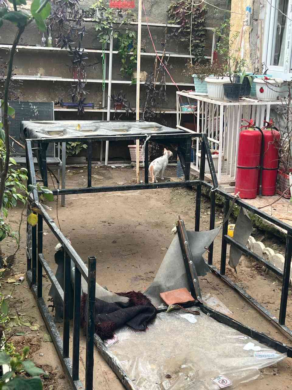 سلام عليكم ورحمة الله وبركاتة شباب عندي جنج للبيع السعر 65وبي مجال قليل المكان كركوك واحد حزيران للتواصل ***********
