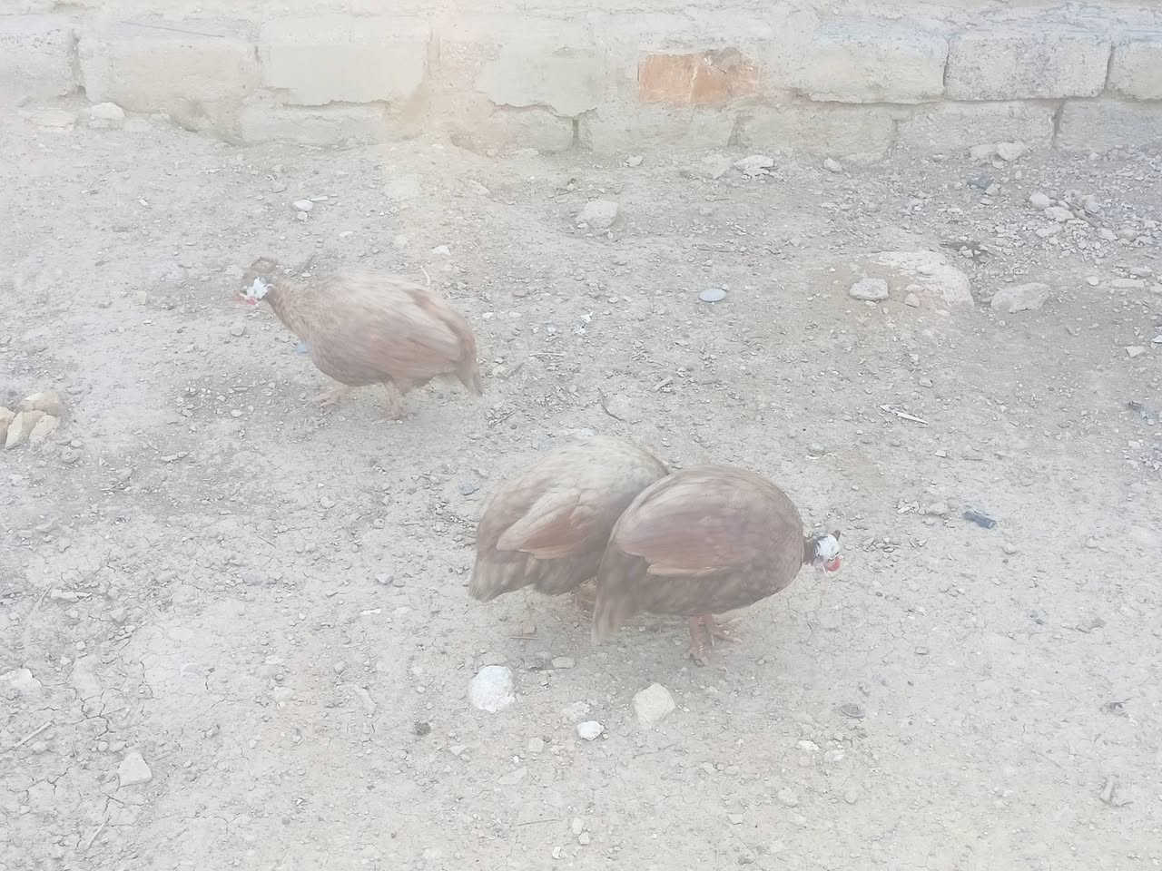 بيض فرعوني احمر للبيع استفسار اتصال او واتساب ***********
