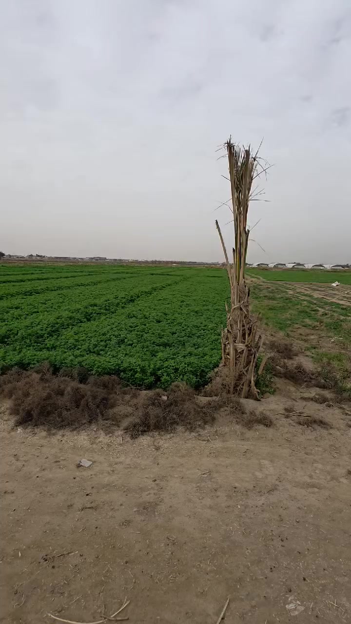 للبيع . قطعة أرض زراعية في محافظة الأنبار قضاء القائم ناحية الكرابلة
# في منطقة الهور 
# غربي معمل بلوك ال صيته وشرق معمل بلوك ال رمضان
# مساحة القطعه ٤ دوانم 
# تباع كله الي يريده والي يريد نصه تنباع نصه 
# سعر الدونم الواحد ١٠ مليون ونصف وبيه مجال 
# القطعه وارده على شارع رئيسي 
# وفالحه ومحدده 
# باقي التفاصيل مذكوره با الفيديو 
# للاستفسار اكثر مراجعة مكتب 🏢 المانعي او الاتصال على الأرقام 
***********
***********
***********
