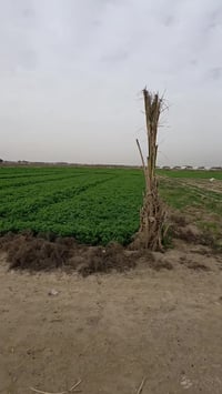 أرض زراعية • الكرابلة القائم • ٤ دوانم