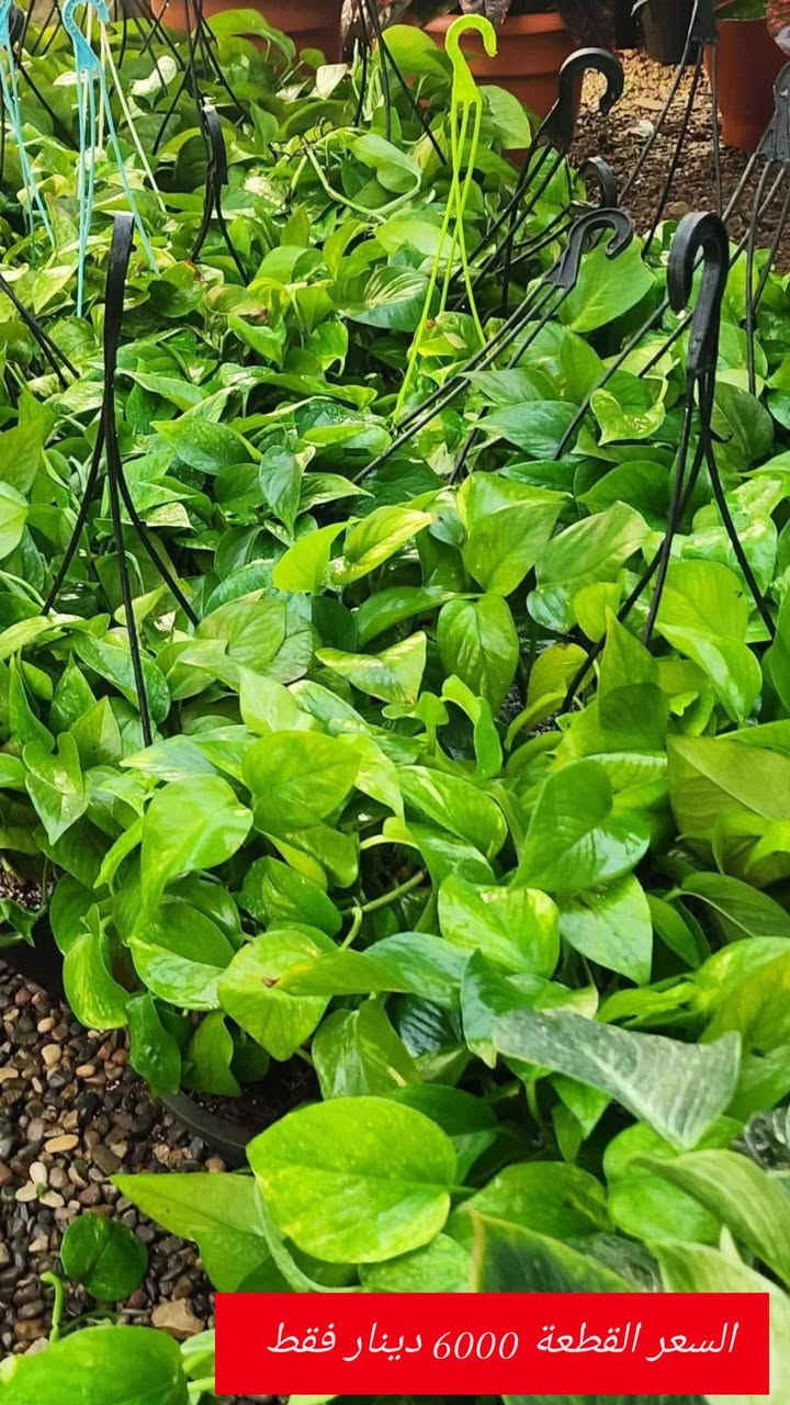 بابونج 🌼
الاسعار داخل كل صورة 👇🏻
يوجد لدينا خدمة توصيل لكافة احياء مدينة الموصل 
***********
