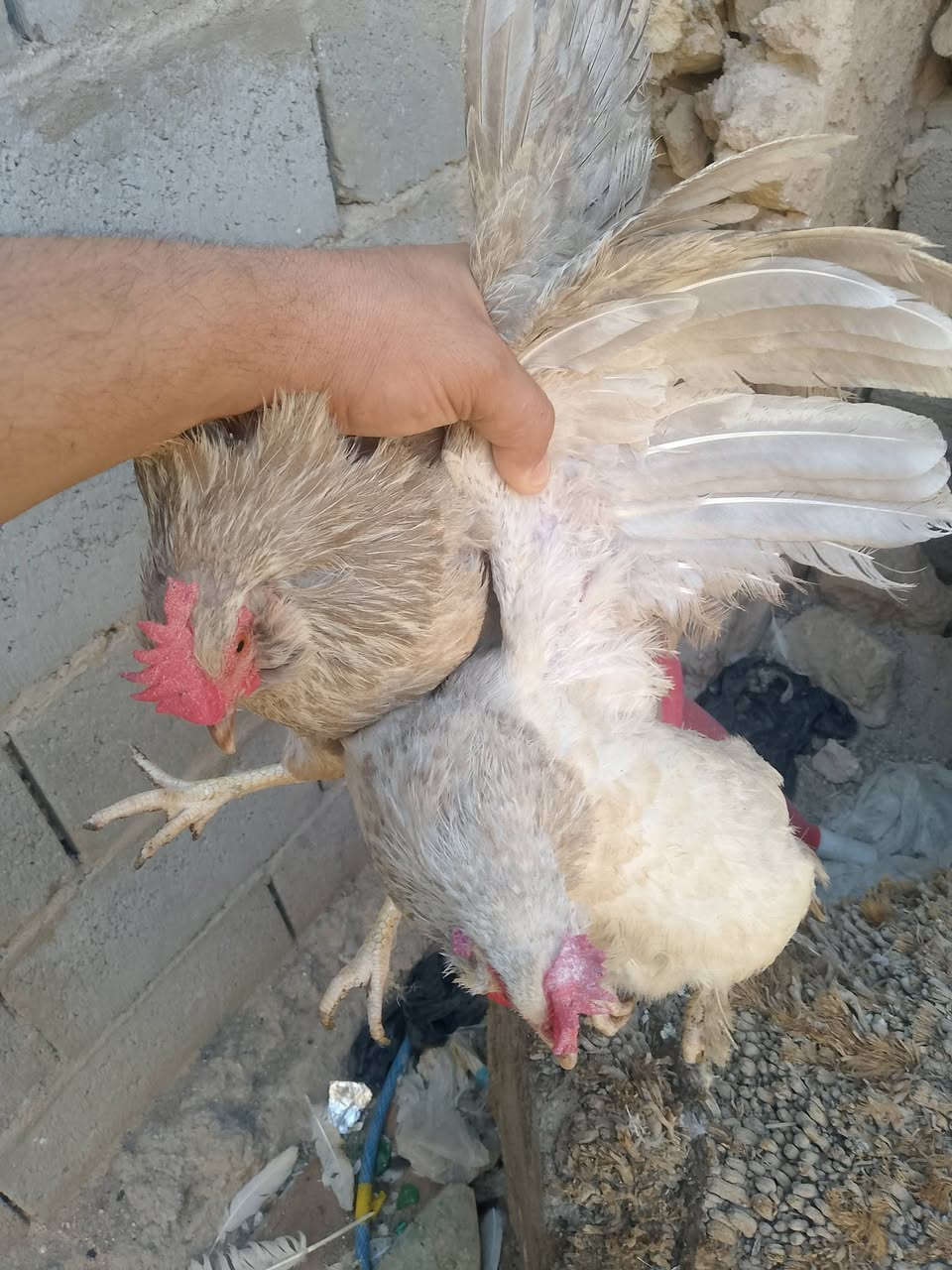 طدجاج سوسك النكليزي العدد 5السعر 60الف قفل +دجاجتين ام لحية زوج ب30العنوان حديثة قرب بيرية دكتور محمد الكبيسي ***********
