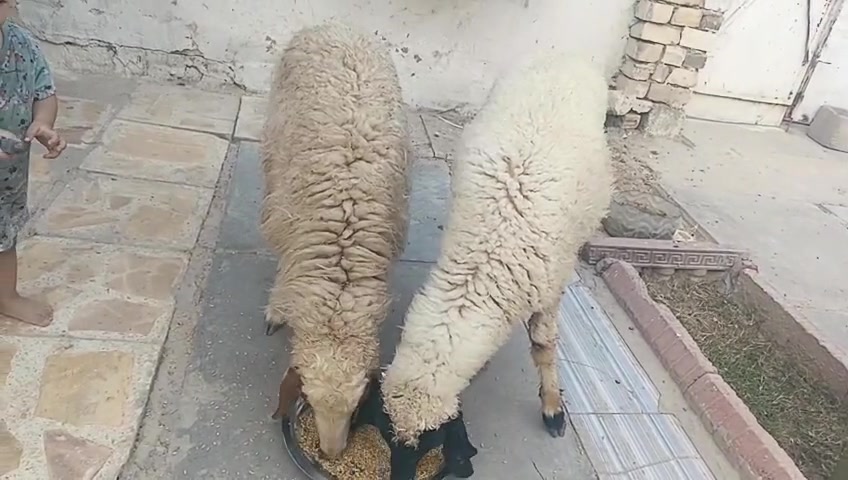سلام عليكم طليان للبيع شراي يتصل ***********خاص واتساب توصيل موجود مكاني حي البتول
