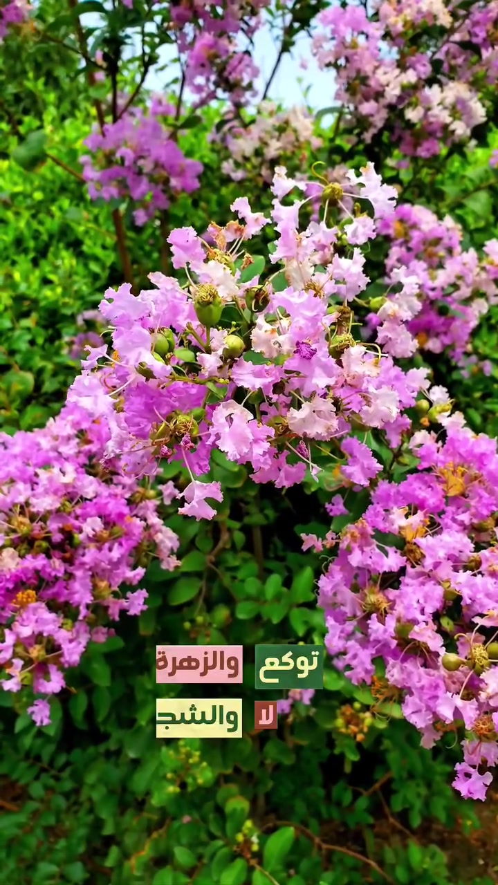 خلطة الجنرال الزراعية الضمان الحقيقي ✅
للطلب و الاستفسار تواصل
***********
***********
