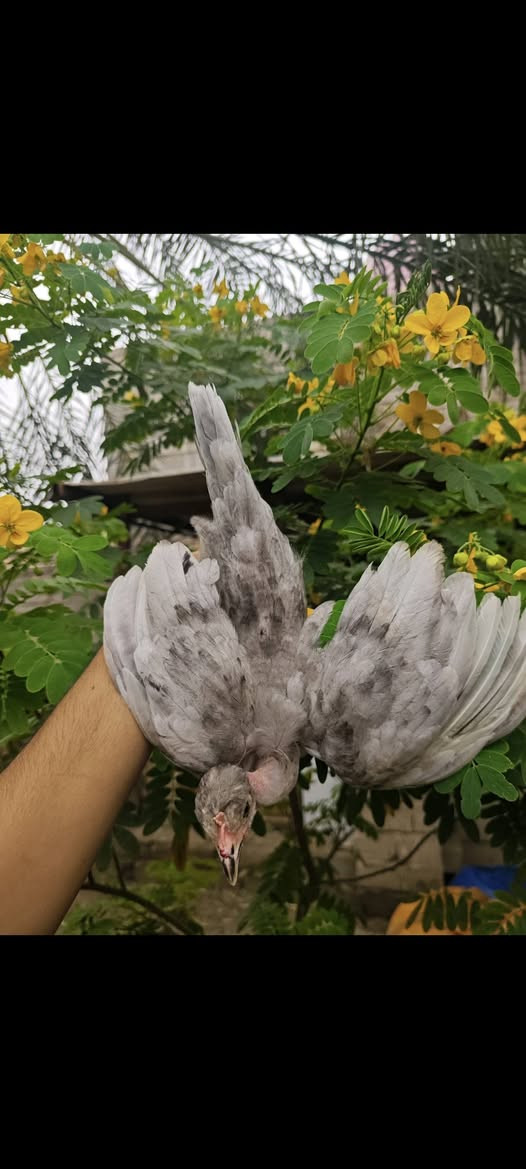 متاح 3 قطع رصاصي ابو ركيبه وحده تبيض وحده كافه وحده فروجه
رصاصي فاتح وحده غامق   الحلال غالي 
 الشــراي يتفضــل خــاص       
مكاني البصره قضاء المدينه الهوير.


**إذا كنت صاحب هذا الإعلان وتريد حذفه لأي سبب، رجاءا أرسل رسالة إلى الدعم الفني**