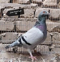 متاح • مدينة الصدر • بدون توصيل