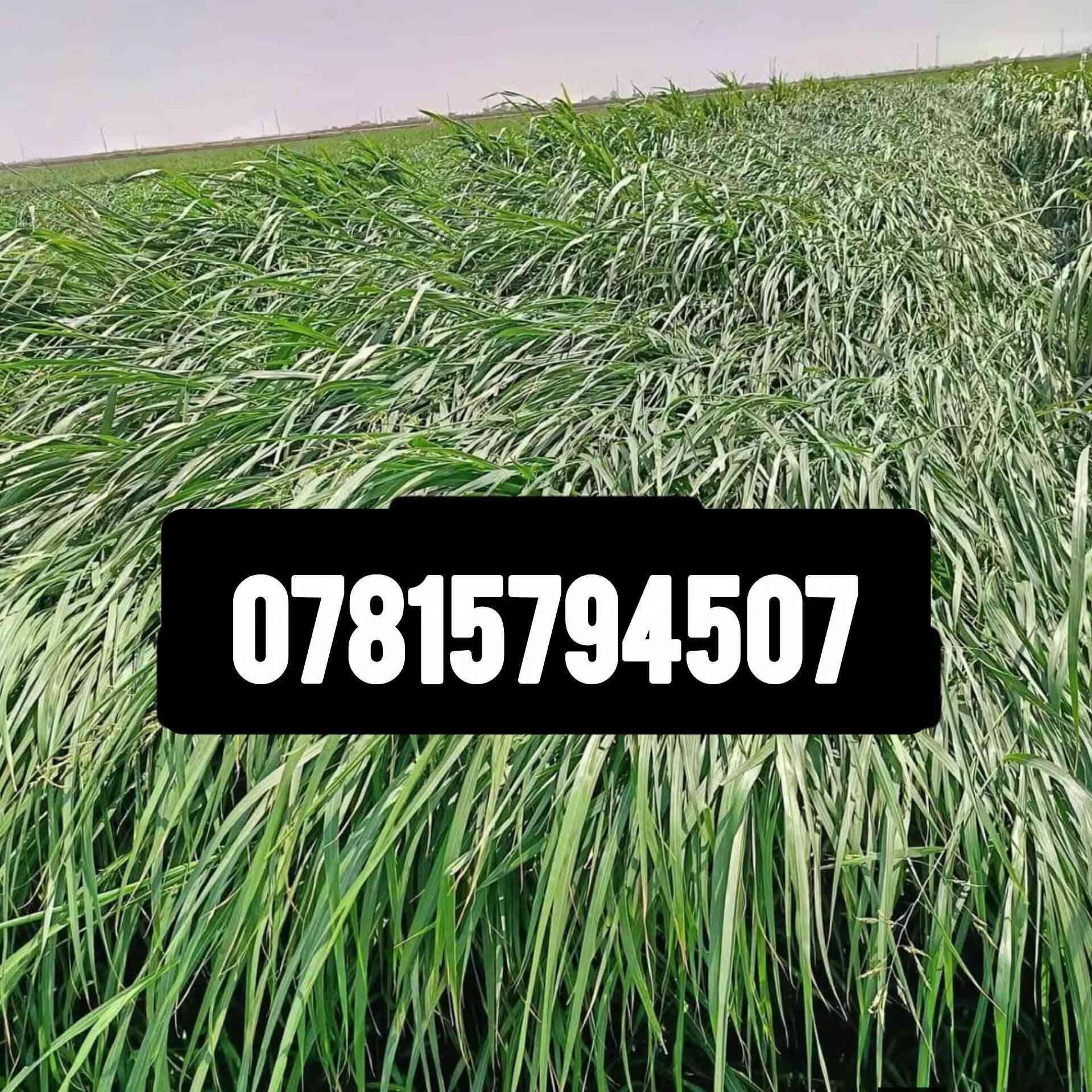للبيع بذور البونيكام الاسباني 🌿🌿

علف حيواني 
نسبه البروتين (25٪) 
ناجح الزراعه في العراق ويتحمل الارض المالحه ويزرع في كل اوقات الصيف  
يبقى في الارض مده 5 سنوات 
دائم الخضار يصل  من متر ونص الى مترين طريقة الزراعه   طش نثار  للدونم 8 كيلو
كل 20 يوم ينحش سريع النمو جدا 

للحجز عنوانك ورقم الهاتف والكميه اللي رايدها يوجد توصيل لجميع المحافظات
اتصل على الرقام 
*********** مع واتساب

***********

***********

تابع التعليقات لعرض الفيدوهات 
متابعه 
@إشارة  #متابعه @إشارة
