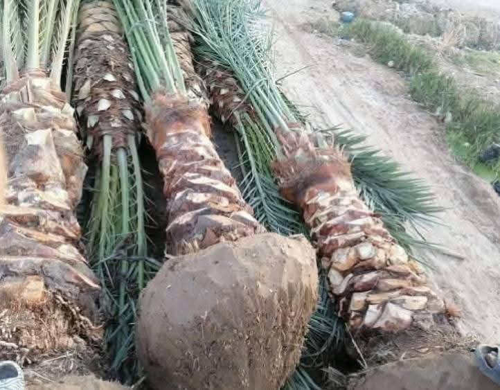 فنون الزراعه والمقاولات العامه تجهيز المزارع والبساتين وكادر صواعيد نخيل لدينا جميع انواع النخيل من البرحي والمجهول والمكتوم جميع النوعيات تجهيز البساتين المتروكه وتسميدها وزراعتها نعمل في جميع محافظات العراق \***********
