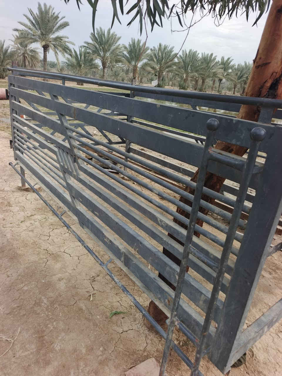 محجر مال فحل البيع ***********
