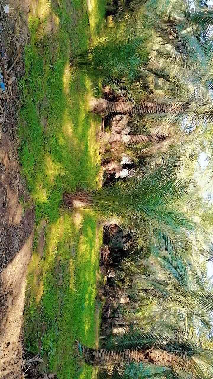 بستان طابو زراعي سند ٢٥ المساحه ١٣٠٠متر يحتوي على اكثر من ٥٠نخله العنوان ناحية الحيره قرية اليشان للاستفسار الاتصال على الرقم ***********
