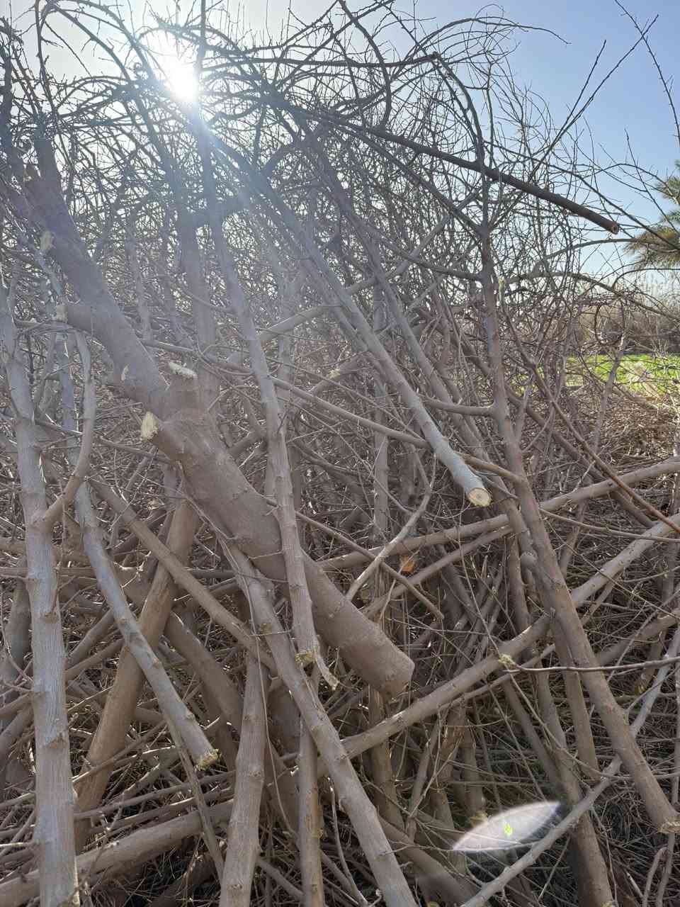 السلام عليكم الي يريد حطب تفاح وتوث يجيب سياره ويحمل مكاني السنجك. ***********
