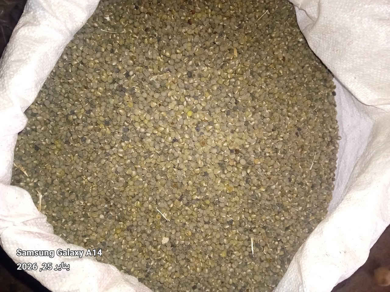 يوجد لدينا بذور بامية عبير شرط الانبات وخصوبة الحمل ديالى المقدادية الهارونية سعر الكيلو 25 وبيه مجال وهاذ رقمي ***********
