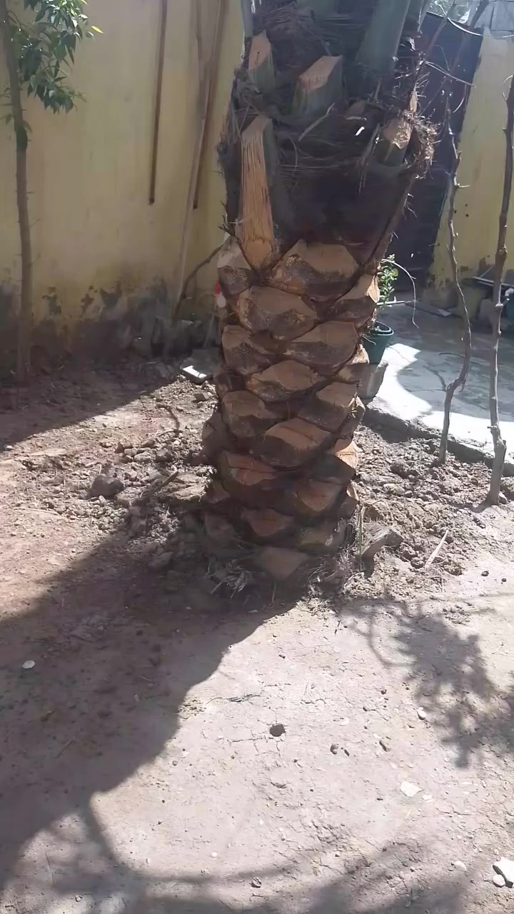 فسائل ثنين صفراوي درجه اولى الفسائل همات بيهن فسائل العام حملن تمر مكاني ديالى  بعقوبه باب الدرب ‏‪***********‬‏
