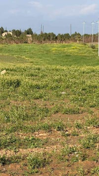 جزيرة بعاجة • ٢/٤/٦ دونم • كهرباء قريبة