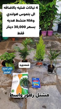 عروض العيد • ٤ نباتات ضلية • بتموس هولندي