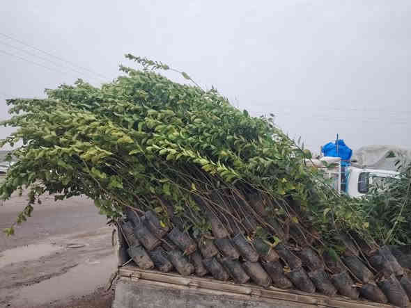 شتل حمظيات +كالبتوس للبيع الشتله ١٢٥٠يعني بألف وربع والي يريد كميه السعر يختلف المكان الشرقاط تقاطع شكراََ مقابل على حمودي حلاوه *********** ابو احمد حله
