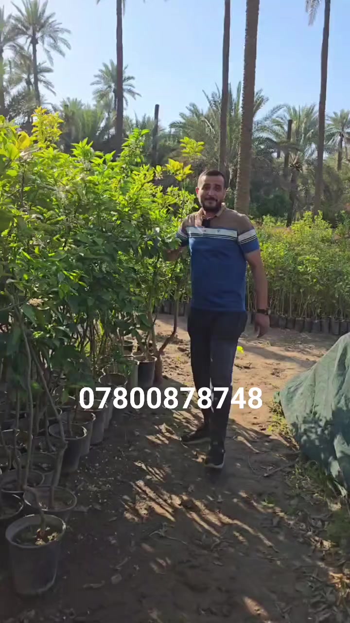 قارنوا الأسعار وي أسعار الرمادي
