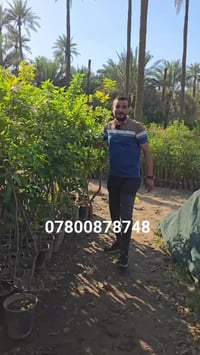 الرمادي • قارن الأسعار