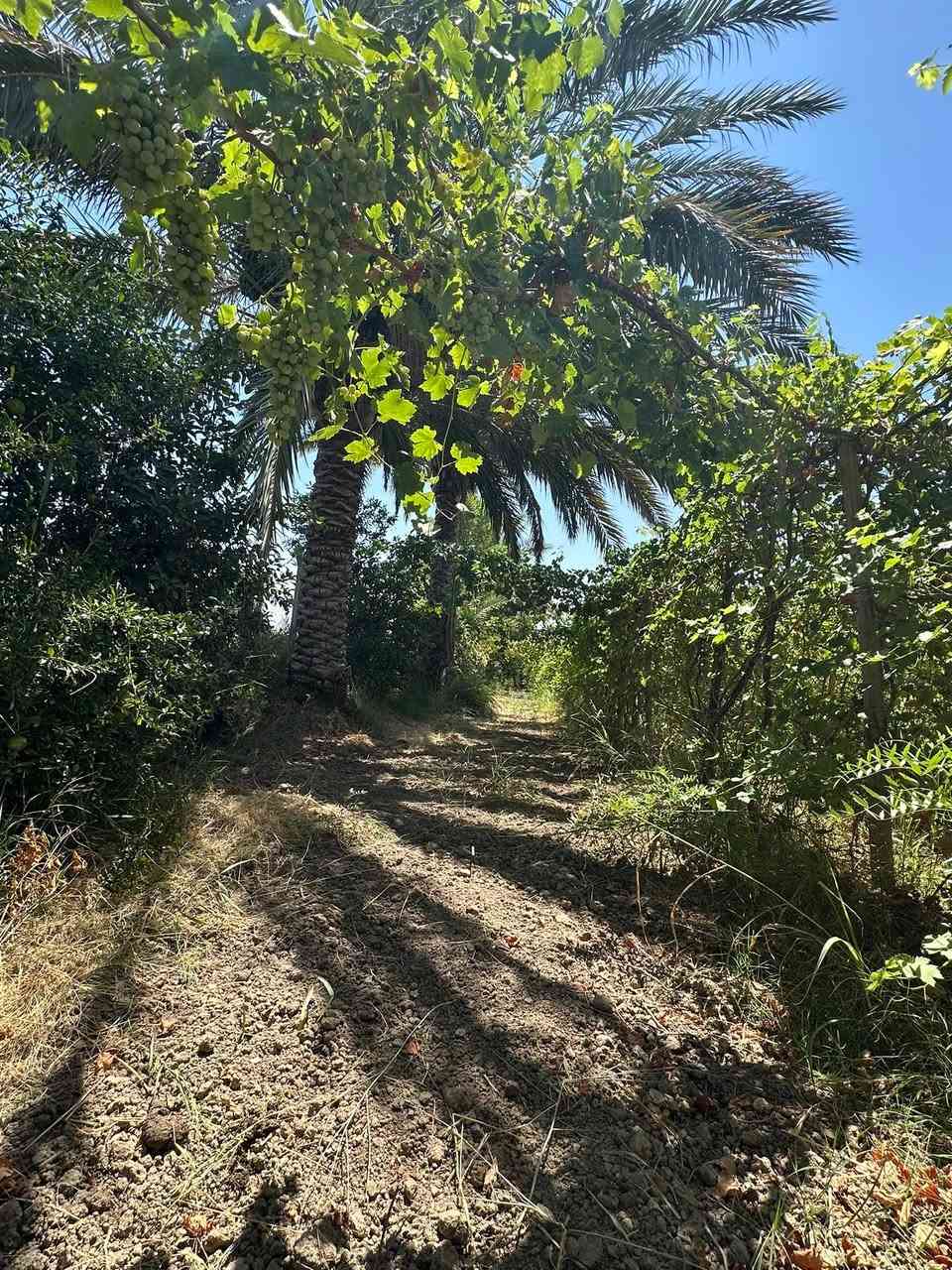 بستان طابو زراعي على( سدة الزبيدية في السيسبانة )
وجه على ( سدة الزبيدية ونهر دجلة )

مساحة ٢٥٠٠ م ( ١ دونم ) / وجه ٢٢ م 
((( طابو زراعي تحويل مباشر بل أسم )))

بي بناء ٢ غرف + صحيات - ماء - كهرباء 
(( جميع انواع الفواكه + النخيل جميع انواع ))
( نخيل + تين + خوخ + تفاح + عنب + مشمش )

( كما موضح في الصور والفيديو )

للاستفسار مراجعة مكتب غازي للعقار   
واسط - الزبيدية - قرب أفران المائدة  *********** 
***********
