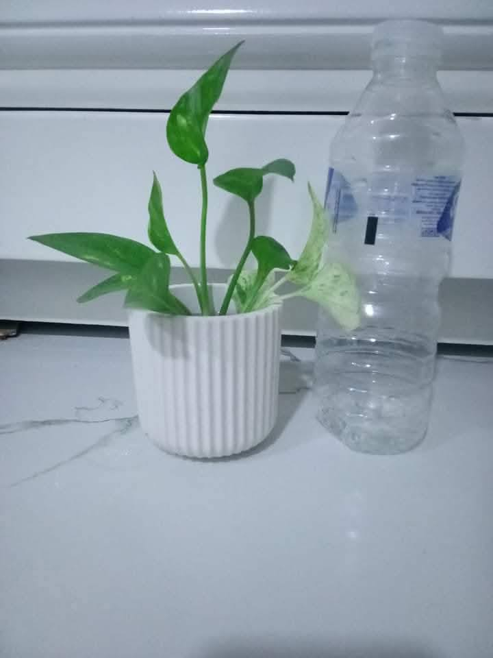 سيت لبلاب نبات ضلي متسلق مع السندانه والصينيه ب3000
توجد خدمة توصيل بالف


**إذا كنت صاحب هذا الإعلان وتريد حذفه لأي سبب، رجاءا أرسل رسالة إلى الدعم الفني**