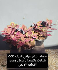 نباتات • توصيل • موصل السماح الثانية