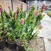 مشتل السراي • ورد جهنمي قزمي • ورد جهنمي متسلق