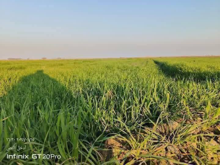 بسم الله 
ارض زراعيه للبيع المساحه 5 دوانم 
طابو زراعي سند 25  ثاني يوم افتحلك بيان 
واجهة الدونم الواحد 50 متر النزال 50 متر 
خدمات كامله  ماء اساله وسقي وكهرباء وتبليط 
مجاور سوق الشيخ عامر تبعد عن دوار 20 دقيقه 
السعر للدونم 30 مليون قابل للتفاوض 
للاتصال والاستفسار يتوفر واتساب للرقمين ***********\\\\\\\\\
