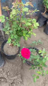 قضاء الهوير • قرب محطة وقود • لؤلؤة السيف