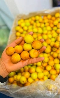 سدر تفاحي • تطعيم • البصرة