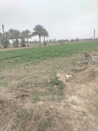 كربلاء اطوريج • ٢٥٠٠م • مستعجل