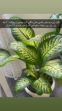 ٢٥ • ديكور • حديقة