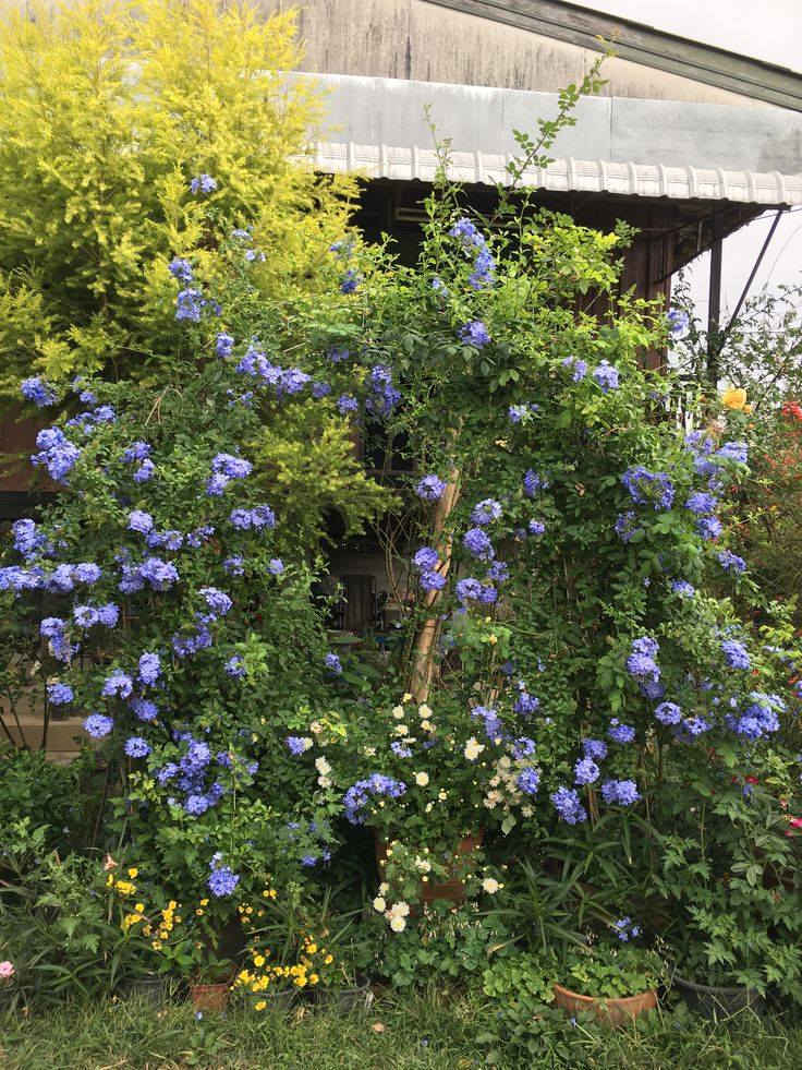 🌿يعلن عن توفرت شتلات الياسمين الأزرق (Blue Jasmine) 🌿

💰 السعر: 6 آلاف دينار
📏 الارتفاع: أقل من متر
🚚 التوصيل: متوفر لجميع محافظات العراق

🌱 المواصفات:
نبات زينة مميز بلونه الأزرق الهادئ 💙، يزهر بكثافة ويعطي شكل راقي ومرتب للحديقة بدون تعب

☀️ التحمل:
يتحمل حرارة العراق العالية 🔥 ويتحمل الشمس المباشرة لفترات طويلة، مقاوم للجفاف نسبياً 💧 ويعيش بظروف مختلفة، قوي وسريع التأقلم ومناسب للأجواء الحارة

🌺 المميزات:
✔️ يعطي منظر أنيق ومرتب للحديقة
✔️ مناسب للتزيين حول الجدران والممرات
✔️ نمو سريع ويغطي المكان بشكل جميل
🌟 خلي حديقتك تحچي بذوقك وتتميز عن غيرها 🌟

#نباتات #ورد #متسلق #ياسمين_ازرق #جميل #مشتل #جوده


**إذا كنت صاحب هذا الإعلان وتريد حذفه لأي سبب، رجاءا أرسل رسالة إلى الدعم الفني**