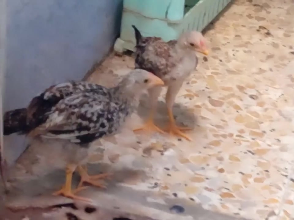فروجات الزوج ب١٠وبيه مجال


**إذا كنت صاحب هذا الإعلان وتريد حذفه لأي سبب، رجاءا أرسل رسالة إلى الدعم الفني**