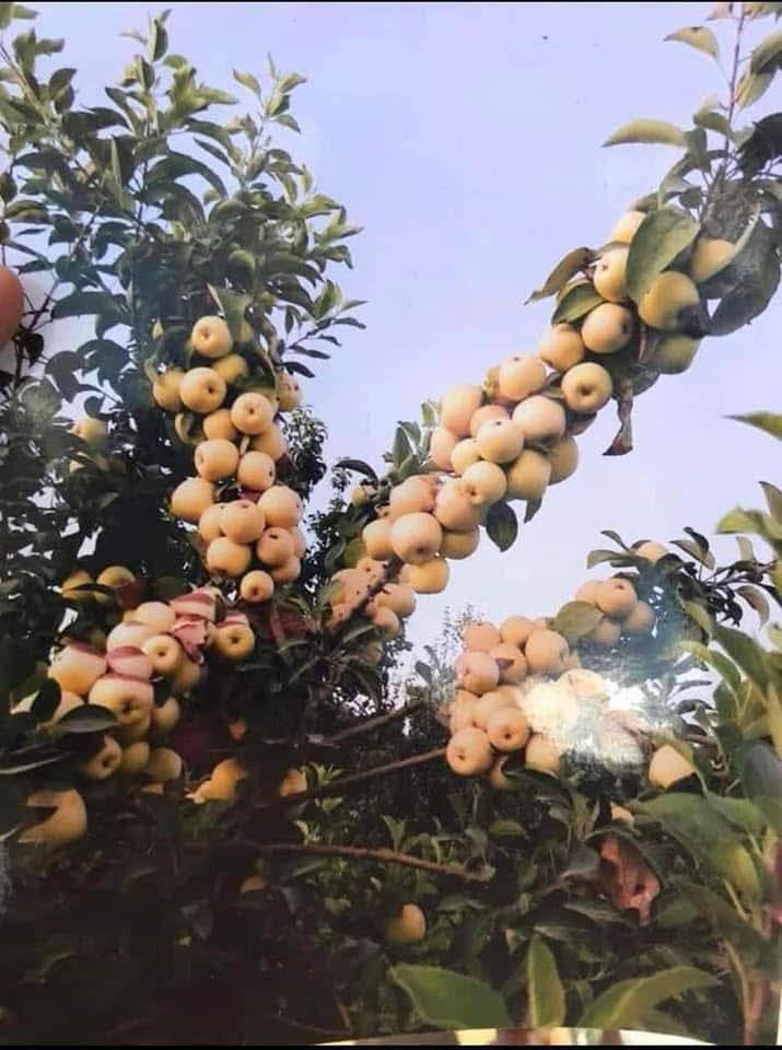 كلشي وكلاشي موجود وبأسعار تنافسية
النفضيات بمختلف أصنافها واحجامها متوفرة 

خوخ 🍑 
كوجه 
مشمس 
تفاح 
عرموط 
كاكي
الو
تكي 
تين
رمان 
كالبتوز 

وكلشي متوفر 

بمشتل الرياحين 😍 الأسعار تعجبك أن شاء الله 😍

عنواني / حله - رارنجيه 

للأستفسار 

***********
