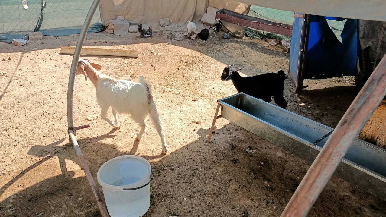 السلام عليكم
متاح للبيع فطيمه ٦ وخروف ١وصخل وجدايه يرهم للربط والدبح للاستفسار اتصل ع الرقم ***********
