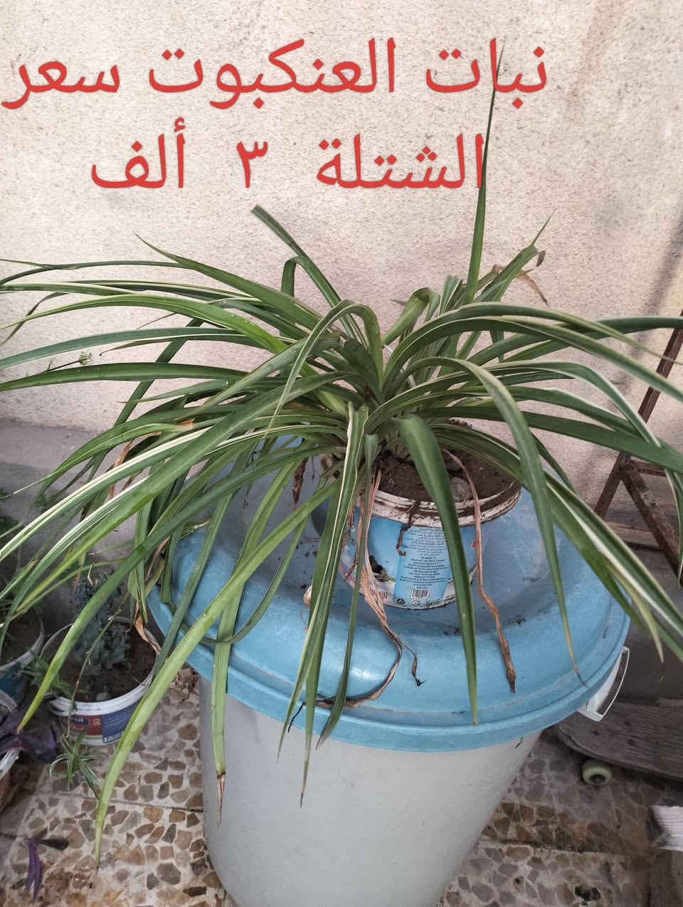 السلام عليكم.. 
١- شتلات حجم كبير نبات العنكبوت سعر الشتلة   ٣  ألف.. 
٢- نبات المكحلة (اليهودي)  حجم كبير   السعر      ٢  الف.. 
٣- نبات جلد النمر  ..  سعر الشتلة..                      ٣  الف..


**إذا كنت صاحب هذا الإعلان وتريد حذفه لأي سبب، رجاءا أرسل رسالة إلى الدعم الفني**