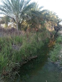 بستان • ٥ دونم • طابو طريق الدغاره