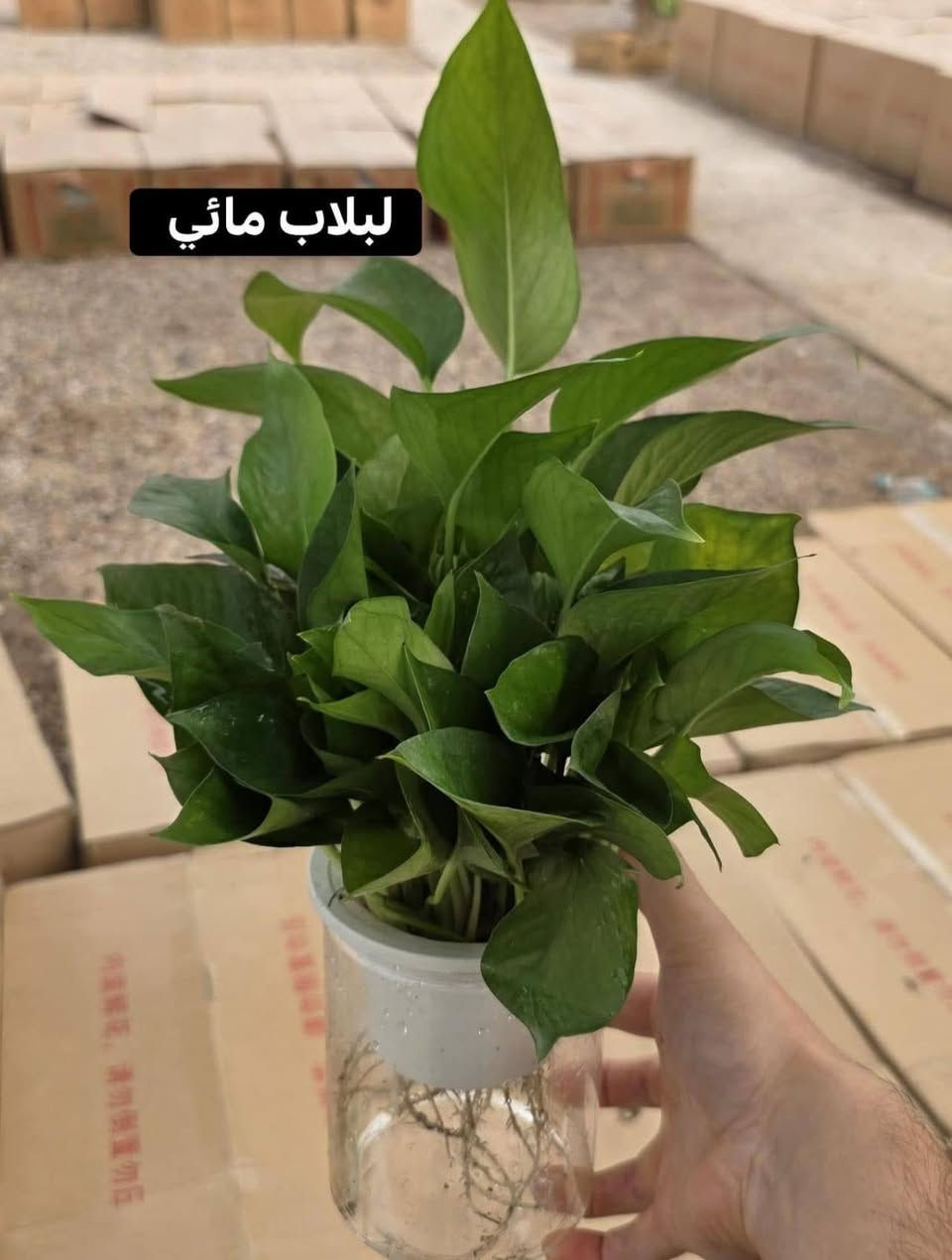 🌿 حوّل بيتك إلى واحة من الراحة.. أفضل النباتات الظلية للمبتدئين! 🏠✨
هل تبحث عن لمسة طبيعية تُغير شكل غرفتك وتُحسن حالتك المزاجية؟ النباتات الظلية ليست مجرد ديكور، بل هي رئة إضافية لبيتك وتساعد في تنقية الهواء وتقليل التوتر. 🧘‍♂️💚
إليك قائمة بأجمل وأسهل النباتات التي يمكنك البدء بها:
1️⃣ نبات جلد النمر 

 * لماذا تختاره؟ "النبات الذي لا يموت بسهولة". مثالي للمبتدئين لأنه يتحمل قلة الإضاءة والعطش لفترات طويلة.
 * فائدته: رائع في تنقية الهواء من السموم ليلاً.
2️⃣ نبات البوتس 
 🌱
 * لماذا تختاره؟ نبات متسلق سريع النمو، يعطي مظراً جمالياً رائعاً عند وضعه على الأرفف العالية.
 * فائدته: سهل الإكثار، يمكنك أخذ "عقلة" منه ووضعها في الماء لتنمو من جديد.
3️⃣ نبات الزاميا 
 💎
 * لماذا تختاره؟ يتميز بأوراقه الخضراء الداكنة واللامعة التي تبدو وكأنها مصنوعة من الشمع.
 * فائدته: صبور جداً ويتحمل الأماكن التي تفتقر للإضاءة الطبيعية.
4️⃣ زنبق السلام 

 * لماذا تختاره؟ لمحبي الزهور، فهو ينتج زهوراً بيضاء أنيقة وجميلة.
 * فائدته: يخبرك بنفسه متى يحتاج للماء (تذبل أوراقه قليلاً لتنبهك)، وبمجرد سقيه يعود للحياة!
✨ نصائح سريعة للعناية بنباتاتك:
 * الإضاءة: النباتات الظلية تحب الضوء "غير المباشر" (بجانب النافذة مثلاً).
 * الري: القاعدة الذهبية هي (لا تسقِ النبات إلا إذا جفت التربة)، كثرة الماء هي العدو الأول للجذور.
 * النظافة: امسح الغبار عن الأوراق بقطعة قماش مبللة لتسمح للنبتة بالتنفس.
💬 وأنت.. ما هي نبتتك المفضلة في المنزل؟ شاركنا صورتها في التعليقات لنستمتع بجمالها! 👇
#نباتات_ظلية #ديكور_منزلي #طبيعة #زراعة_منزلية #نباتات_داخلية #GreenHome
هل ترغب في تعديل أي جزء؟
أستطيع تخصيص المنشور أكثر إذا كنت تريد التركيز على:
 * نباتات معينة بالأسماء.
 * نصائح لعلاج مشاكل النباتات (اصفرار الأوراق مثلاً).
اي استفسار اتواصل معنا واتساب 
***********
او زياره مشتلنا
 النجف الاشرف المناذره قرب مطعم وحدائق الساقي
