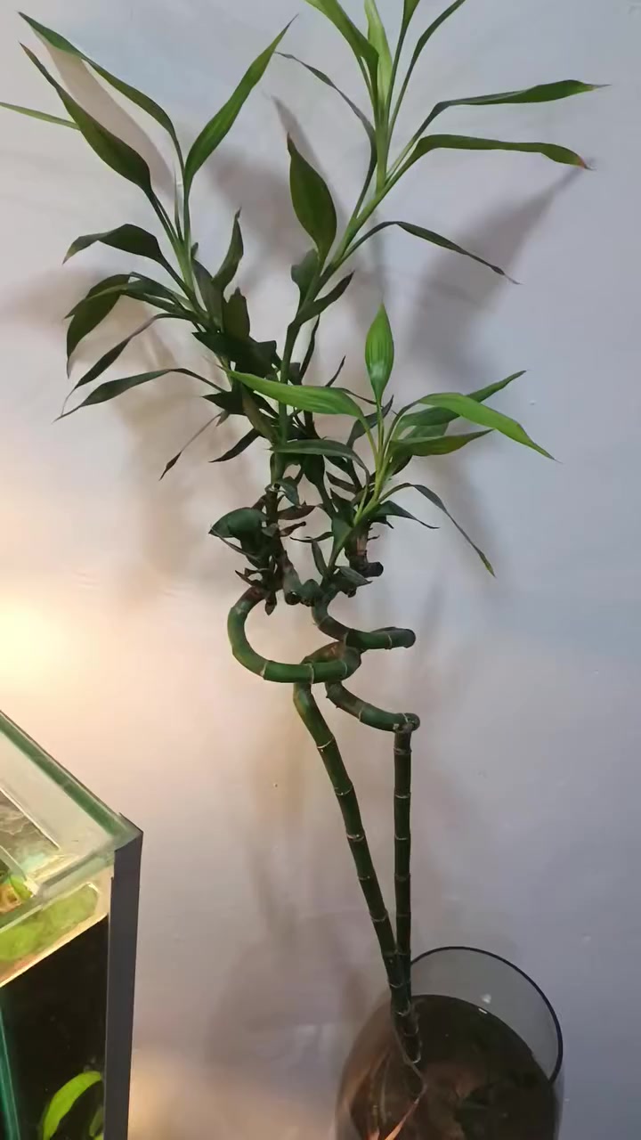 عصه موسى ٢ نوعيه نادره وا 🐟 سمك فايتر لوان ابيض نادر
٥٥حجر ناعم السعر


**إذا كنت صاحب هذا الإعلان وتريد حذفه لأي سبب، رجاءا أرسل رسالة إلى الدعم الفني**