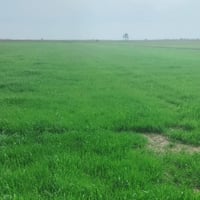 الكوت قضاء الاحرار • صدر حوار • ٢٠ دونم