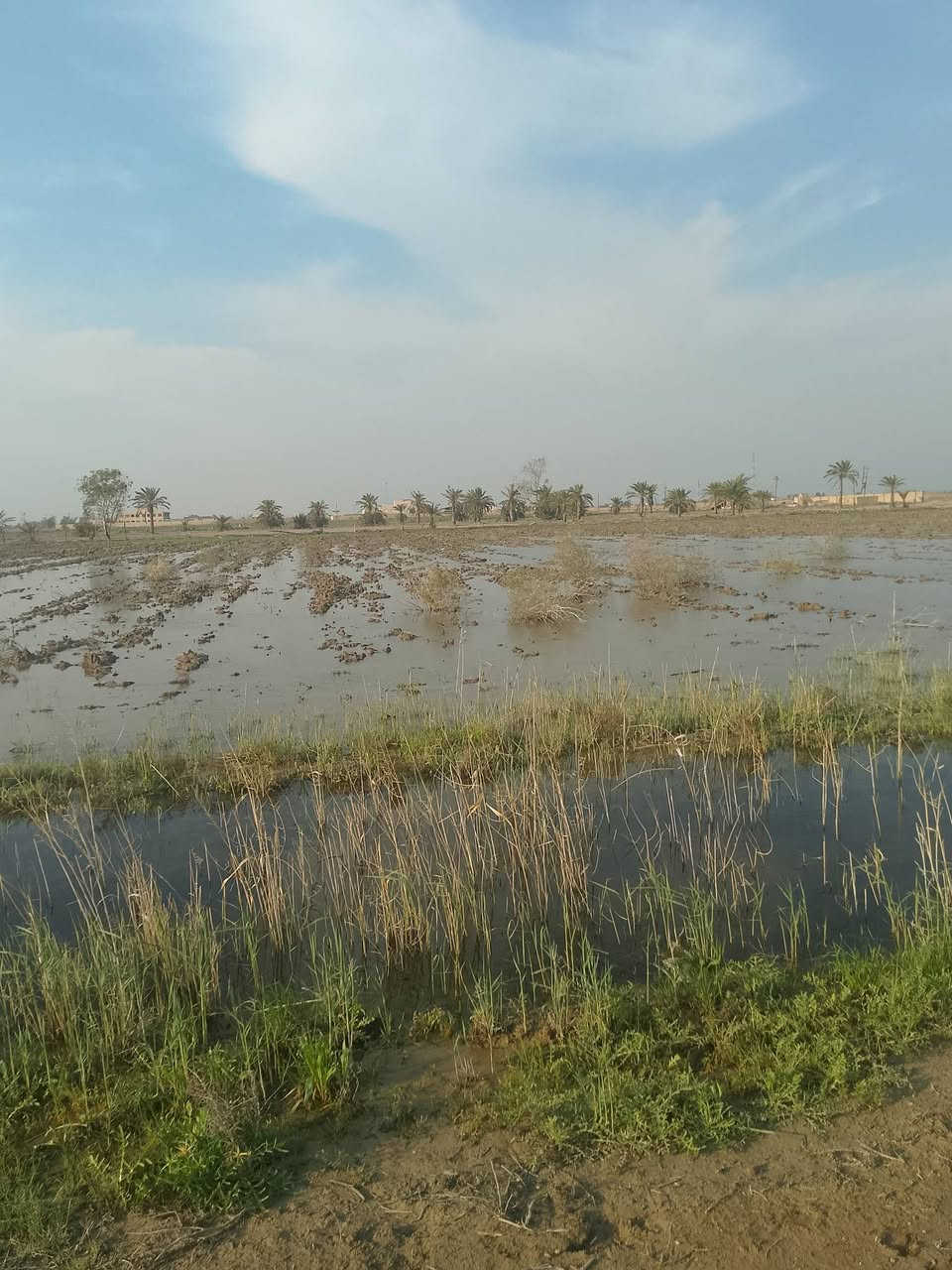 12 دوانم للبيع سعر الدونم الواحد 7 ملايين جاهزات طابو زراعي سند 25 فتح بيان بسمك
مزروهات حنطه وكاملات ماء وكهرباء يبعدن عن مدينة
سبع البور 20 دقيقه بلعيساويه العنوان مقابيل مدينة سبع 
البور منطقة الشيخ عامر بلعيساويه عبور جسر رعود الجسر
الثاني للاستفسار واتساب متوفر ***********
