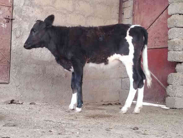 بسم الله ماشاء الله حوليه جنس درجه اولى افريزي الاصلي الاصلي خط اول نصاحه فول تاكل وتشرب شرط المكان الشرقاط الخضرانيه الاتصال على الرقم ***********
