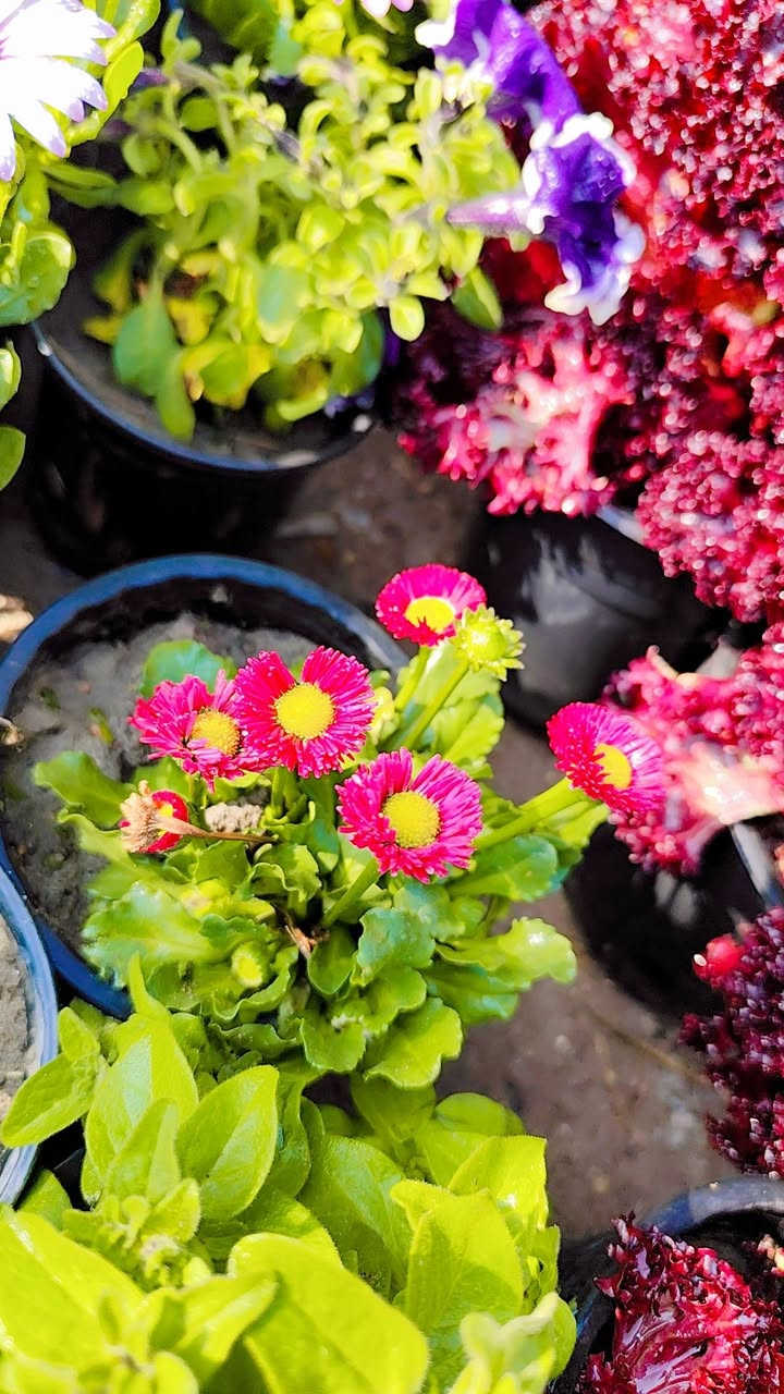 مشتلنا انسب الاسعار سوق الشيوخ البطاط قرب السيد البطاط عالشط


**إذا كنت صاحب هذا الإعلان وتريد حذفه لأي سبب، رجاءا أرسل رسالة إلى الدعم الفني**