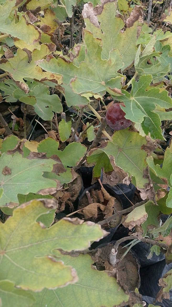 بسم الله الرحمن الرحيم 
يعلن مشتل الشاهين الزراعي عن توفر شتلات تين الأصناف التالية 
تين عبيد السعودي 
تين براون 
تين ايدن التركي 
تين الشاهين الاصفر 
تين بني مسلم 
تين بيذنجاني 
ذكر التين 
للطلب أو الاستعلام مراسله الصفحه أو الاتصال بالرقم *********** موقع المشتل بغداد الدوره الشارع المقابل لعلوه الرشيد قرب شركه دجله للمشروبات الغازيه خلف منطقه أبو دشير.
